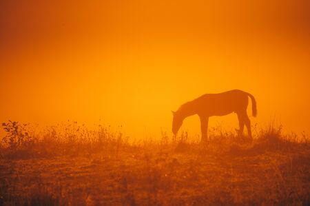 Horse silhouette on morning meadow. Orange photo, edit spaceの写真素材