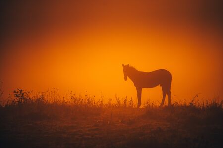 Alone horse grassing on autumn morning meadowの写真素材