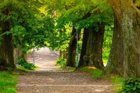 Green alley of tree, hiking patch in spring natureの写真素材