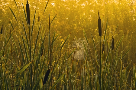 Morning dew in the rays of the rising sun on the cobweb and stems of grassの写真素材