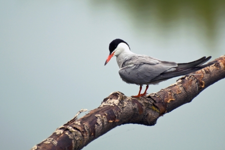 Tern sat down to rest on a branch of dry wood