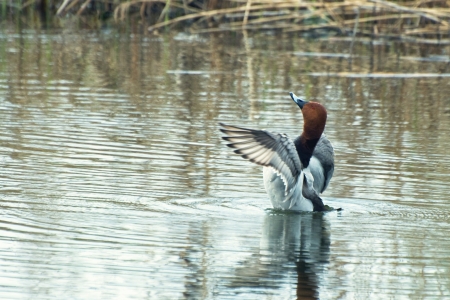 Pochard flaps its wings over the water (Aythya ferina Lat.)の写真素材