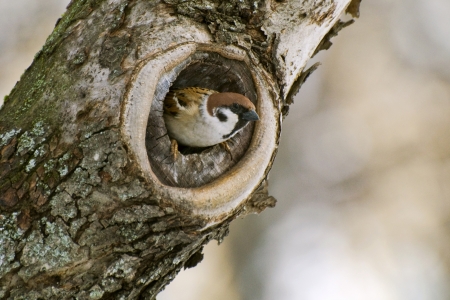 From a hollow in the trunk of the tree sparrow looks with interestの写真素材