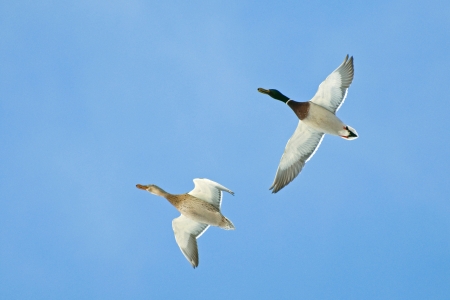 In the spring blue sky quickly fly two ducks, a drake and a femaleの写真素材
