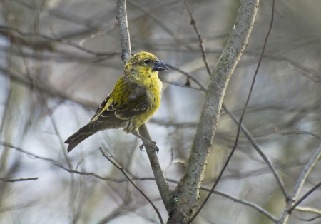 Yellow-green crossbill sitting on the branches of shrubs