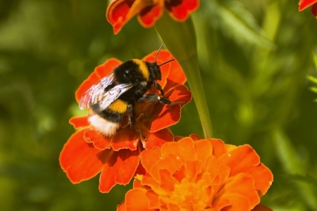 Large striped bumblebee sitting on a red flowerの写真素材