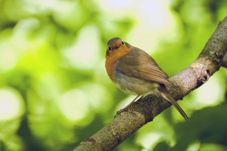 Little bird robin sitting on a branch (Erithacus rubecula Lat.)の写真素材