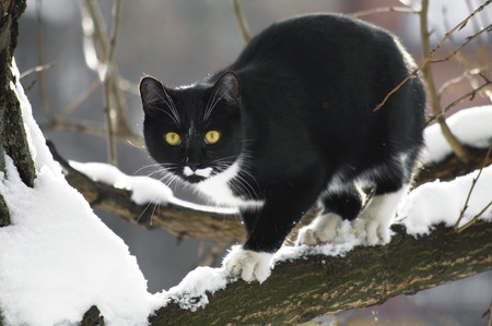 Black cat sitting on a snowy tree branchの写真素材