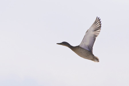 Mallard duck flapping wings climbsの写真素材