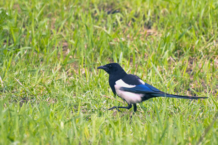 Magpie walks on the green grassの写真素材
