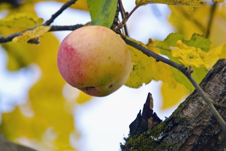 Red apple on a branch among the yellowing autumn leavesの写真素材