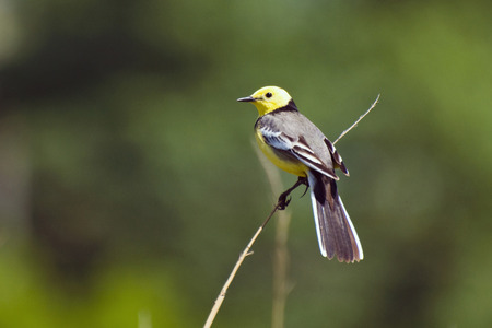 Small bird yellow-headed wagtail sitting on a thin twig (Motacilla citreola Lat.)の写真素材