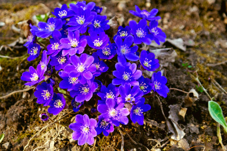 Fluffy purple bush first spring flowersの写真素材
