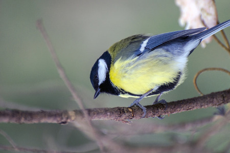 Bird tit on branchの写真素材