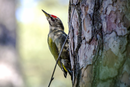 Woodpecker with green wings and red hat on pine tree trunkの写真素材