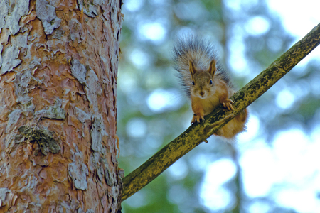 Squirrel sits on a pine boughの写真素材