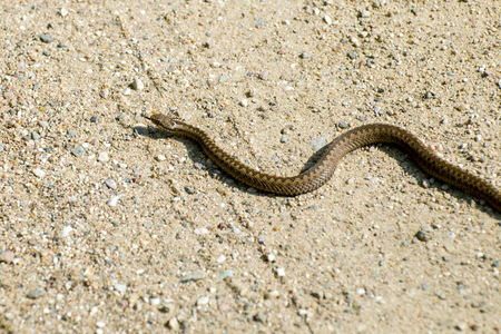 The Viper crawls across the roadの写真素材