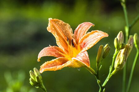 Beautiful large orange lily flower in raindropsの写真素材