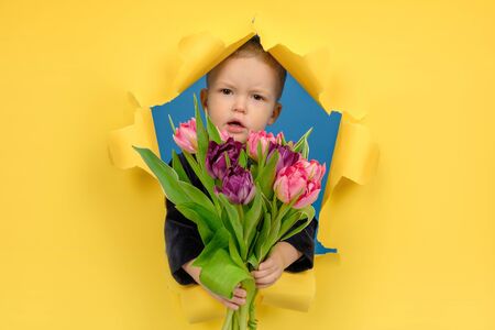 Beautiful boy holds large bouquet of tulip flowers congratulates on yellow torn background with torn...