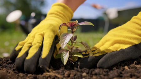 Farmer carefully digs purple basil plant from ground with root for transplanting into another soil....