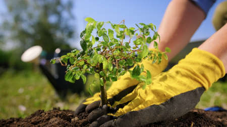 Gardeners hands are planted in black fertile earth by young plant bonsai tree in sunny weather....