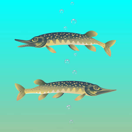 Image of pike, predatory fish, shark of freshwater reservoirs.のイラスト素材