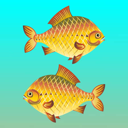 Vector drawing of crucian carp, an unpretentious fish that lives in freshwater bodies.のイラスト素材