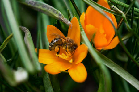 A flying honey bee collects pollen on a yellow flower. A bee sits on a spring yellow crocus flower with a blurred background.の写真素材
