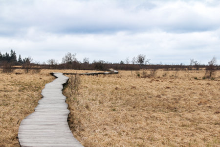 Wooden walkway in the field with dry grass and blue skyの写真素材