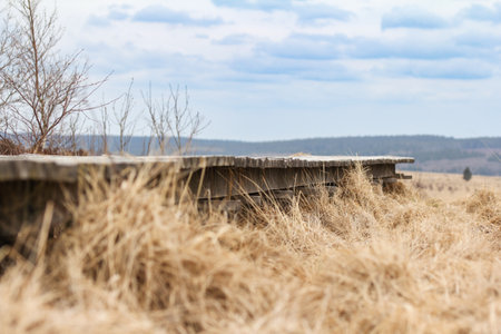 Wooden bench on a meadow in the early spring. There is a forest on the horizon.