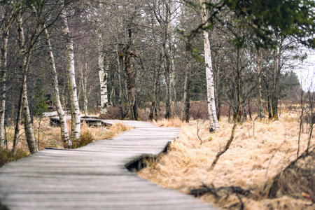 Wooden boardwalk in marshland. Belgiumの写真素材