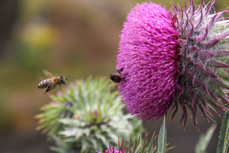 Bees collecting nectar from a thistle flower in a garden