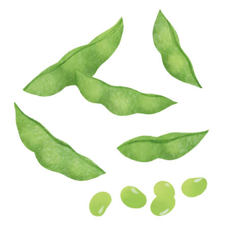 edamameの写真素材