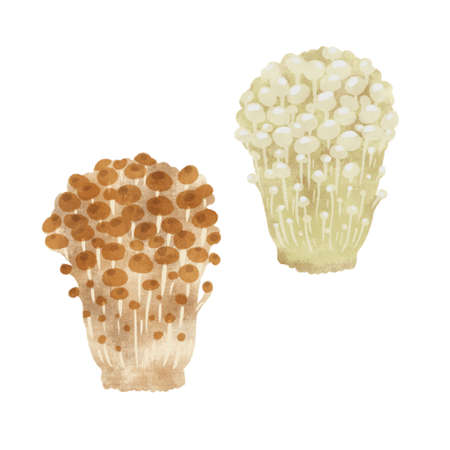 Enoki- Mushrooms