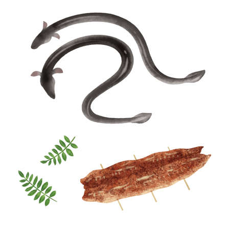Hand drawn illustration of an eel