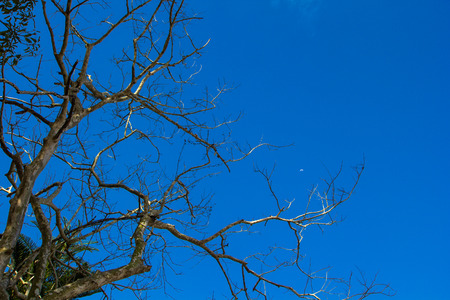 Tree with skyの写真素材