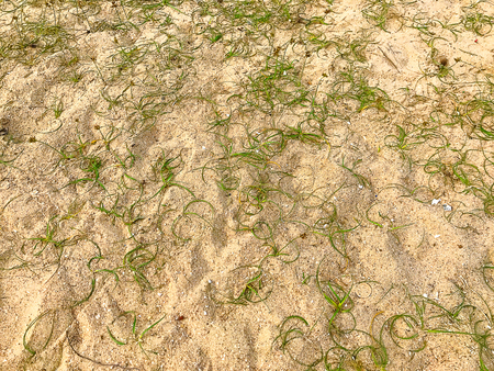 sand with grass.の写真素材