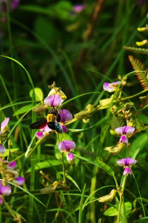 Flower&Bumble beeの写真素材