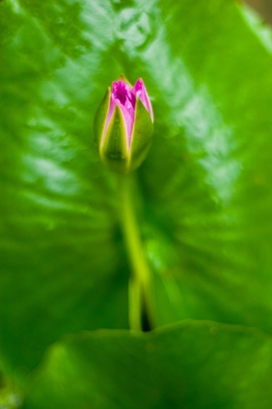 Lotusの写真素材