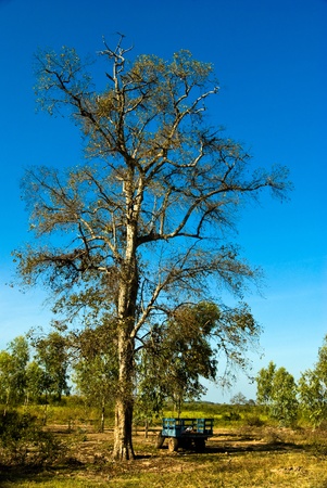 treeの写真素材