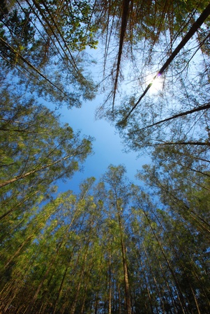 Pineの写真素材