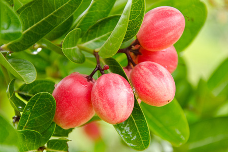 Carundaの写真素材