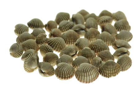 cockle on white backgroundの写真素材