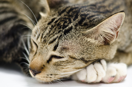 cat sleeping on the White backgroundの写真素材