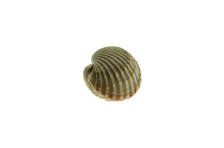 cockle on white backgroundの写真素材