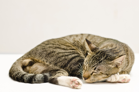 cat sleeping on the White backgroundの写真素材