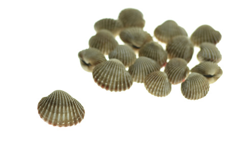cockle on white backgroundの写真素材