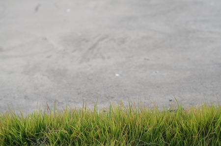 greensward backgroundの写真素材