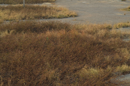 greensward backgroundの写真素材