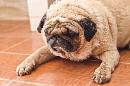 Cute pug lyingの写真素材